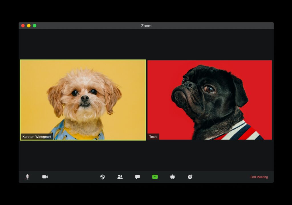 Hunde in Videokonferenz